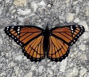 1748 C7 DA F533 448 A BF9 E 950 F8 E8046 BA